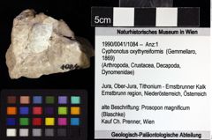 Foto (Objket + Etiketten) von Cyphonotus oxythyreiformis (Gemmellaro, 1869) 